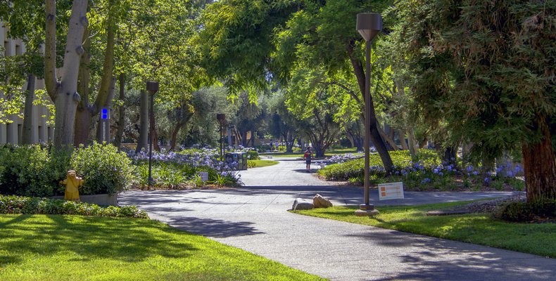 An outdoor walkway with lots of leafy plants and grass