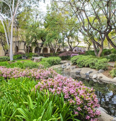 A pond surrounded by landscaped plants