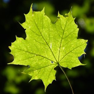 A bright green sycamore leaf illuminated by light from behind.