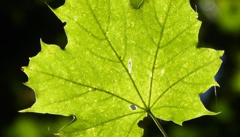 A bright green sycamore leaf illuminated by light from behind.