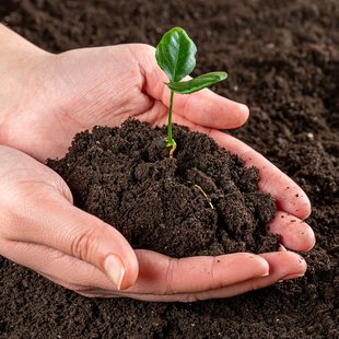 Soil with tree in human hands