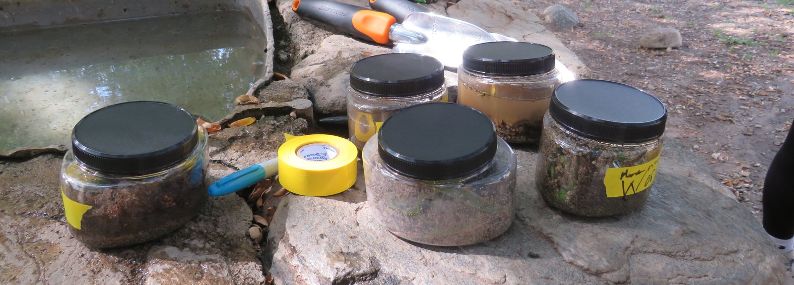 Jars of soil sitting outdoors.