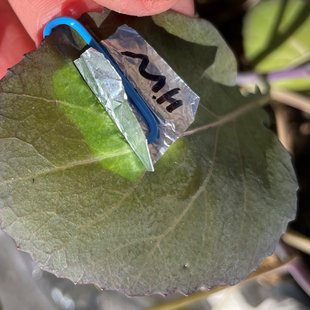 A dark reddish-green leaf partially covered in foil with a lighter green color under the foil.