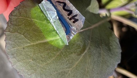 A dark reddish-green leaf partially covered in foil with a lighter green color under the foil.