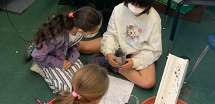 Debris flow activity