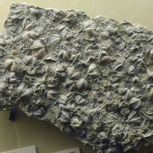 A gray rock with many embedded seashell fossils sitting on a table.