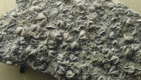 A gray rock with many embedded seashell fossils sitting on a table.
