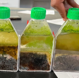 Three flasks showing colorful layers of sediment and microbes.
