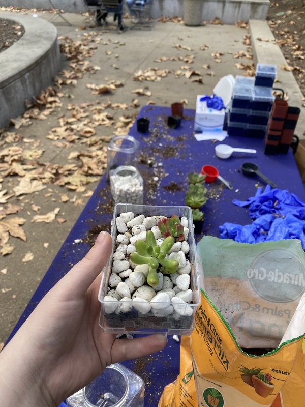 CCE Event 2023 - Succulents