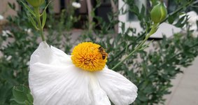 Poppy with Bee