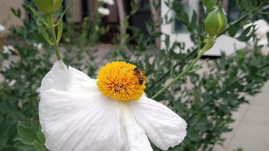 Poppy with Bee