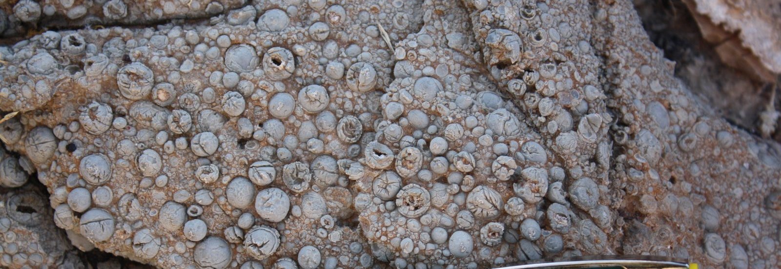 Giant Ooids