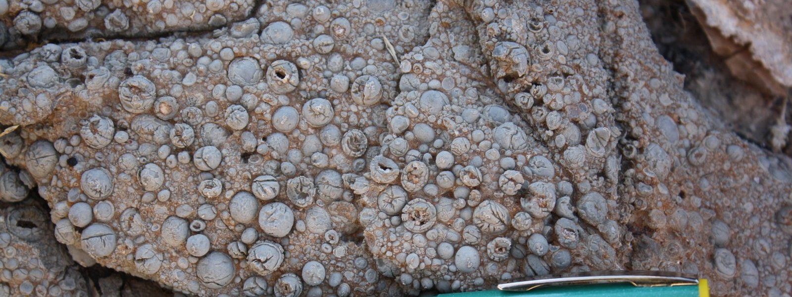 Giant Ooids