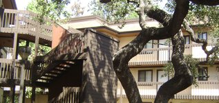 Catalina Tree