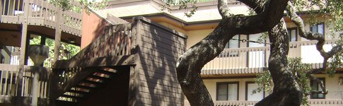 Catalina Tree
