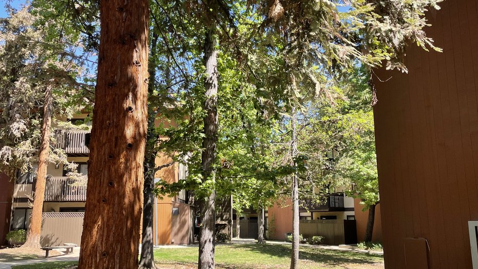 Catatlina Trees