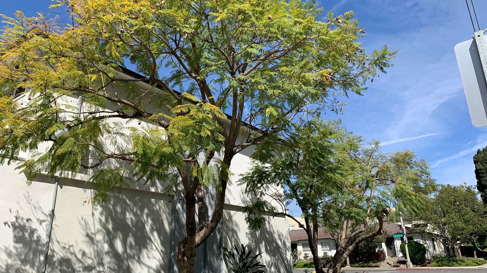 Cordova exterior featuring landscaping