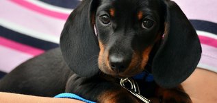 Person holding a puppy
