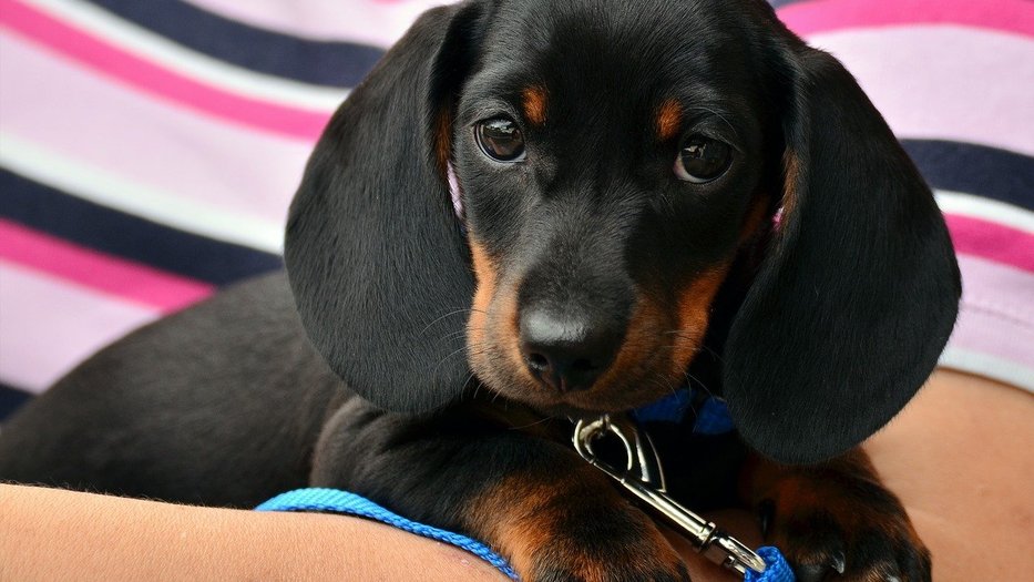 Person holding a puppy