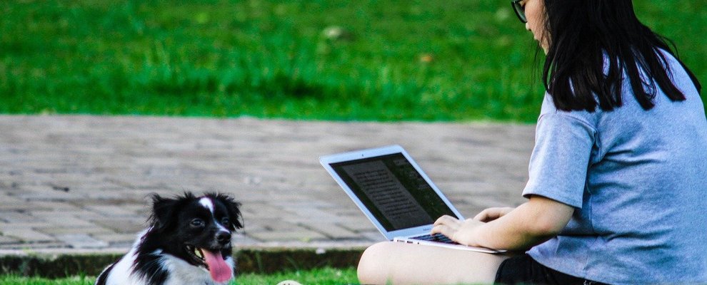 Person outside working on laptop with a dog nearby