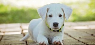 A puppy outside