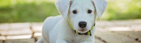 A puppy outside