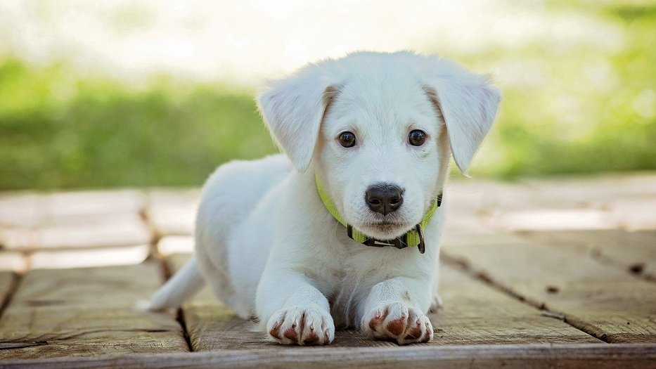 A puppy outside