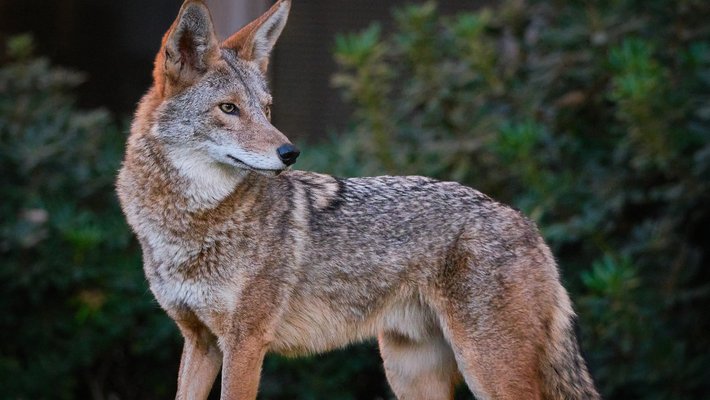A coyote on Caltech's campus