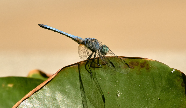 A dragonfly perched on a green leaf, casting a sharp shadow, with a blurred beige background.