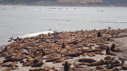 Pinnipeds crowded on the beach of ANI
