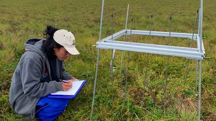 Isaac kneeling next to a point frame to survey arctic vegetation