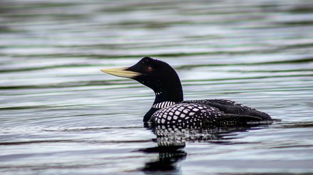 Yellow billed loon