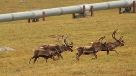 Caribou herd with the Dalton pipeline in the background
