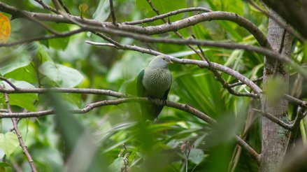 Grey-green fruit dove (Ptilinopus purpuratus)