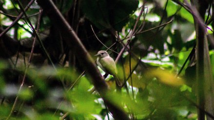 Moorean kingfisher (Todiramphus youngi)