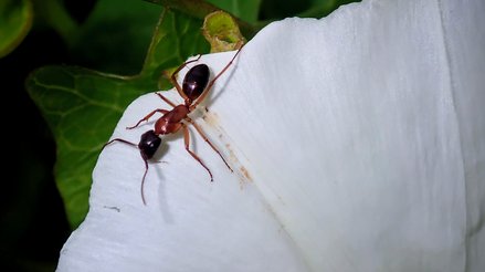 Macroscopic image of ant on a flower petal