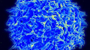 single cell