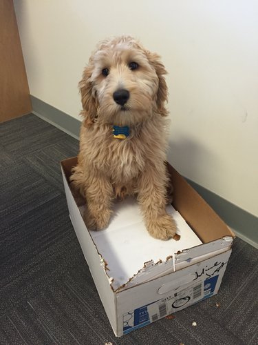 Puppy in the Office