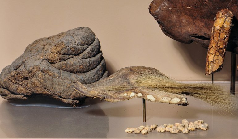 Mylodon darwinii, osteoderm, and coprolite at AMNH