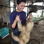 Julia Tejada with a living sloth