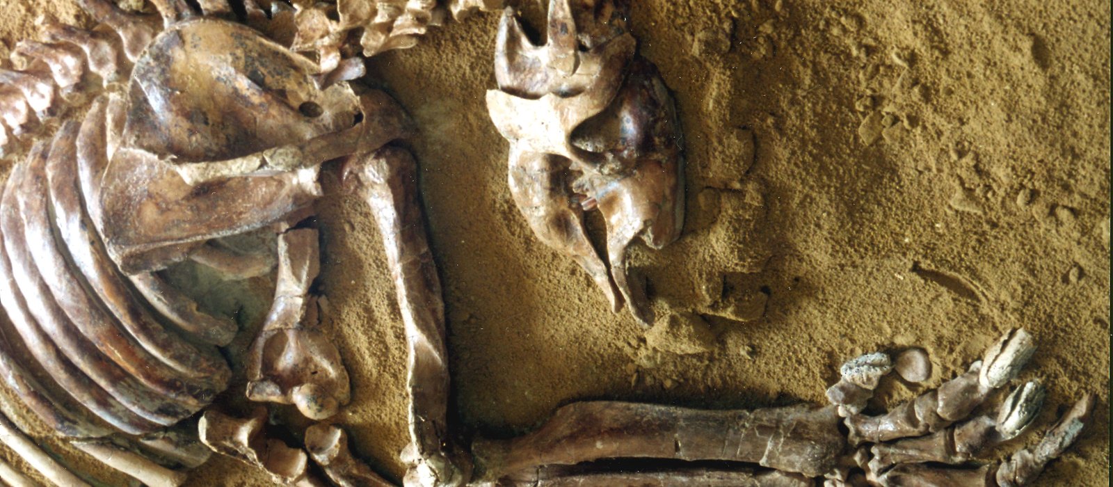 Thalassocnus natans from Pisco Fm in Peru