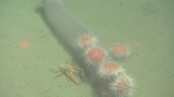 pyrosome