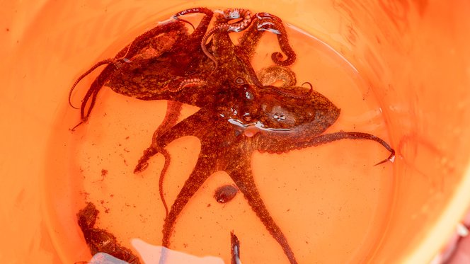 Octopi