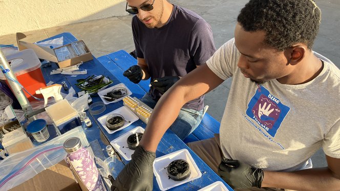 sediment samples