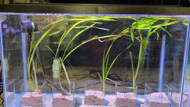seagrass in tank