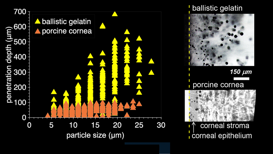 biolistic particle penetration depth as a function of particle size comparing gel to cornea