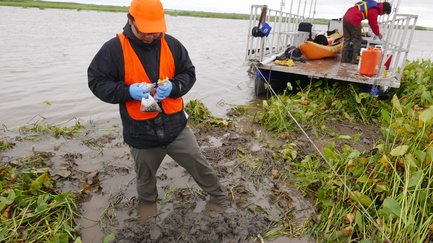 Flocculation and wetland accretion