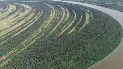 Floodplains and organic carbon cycling
