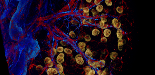 An embryonic day 15.5 kidney stained with PECAM (red, blood vessels), Tuj1 (blue, neurons), and nephrin (yellow, podocytes). The staining procedure was iDISCO. (Image/Riana Parvez and Seth Ruffins)