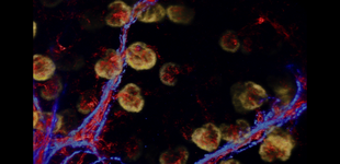An embryonic day 15.5 kidney stained with PECAM (red, blood vessels), Tuj1 (blue, neurons) and nephrin (yellow, podocytes). The staining procedure was iDISCO. (Image/Riana Parvez and Seth Ruffins)